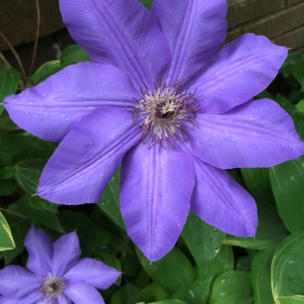 Meet your Posher, Cynthia